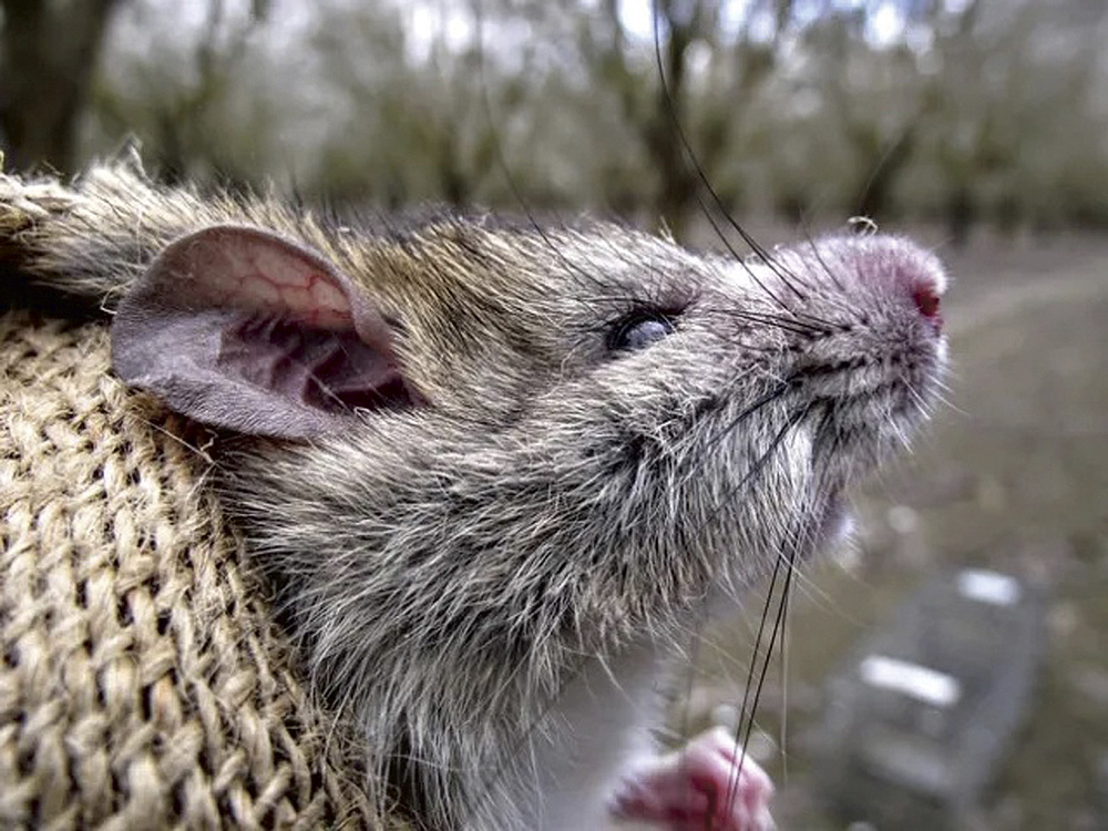 Roof rats have become a problem for many nut producers by directly consuming nuts, girdling tree branches and chewing through irrigation systems.