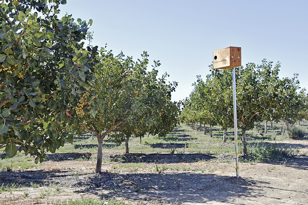 Some nut producers, such as this Stanislaus County pistachio farm, have erected barn owl boxes for rodent management.