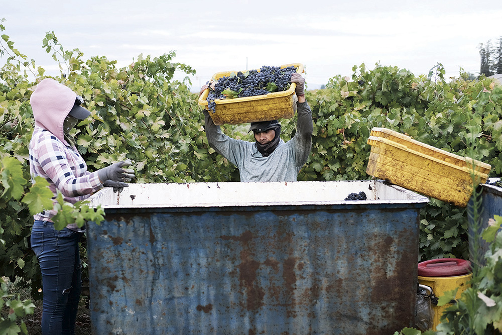 Old-vine zinfandel grapes are emptied into a gondola this month in Lodi. In addition to fewer winegrapes being harvested, growers have minimized hand labor for pruning and canopy work.