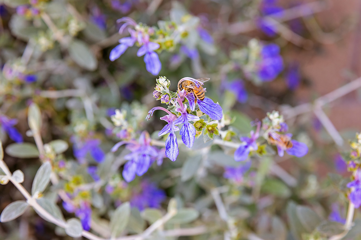 In addition to microgreens, Hungry Gardens Urban Farm in the Sun Valley neighborhood of Los Angeles also grows edible flowers such as germander.
