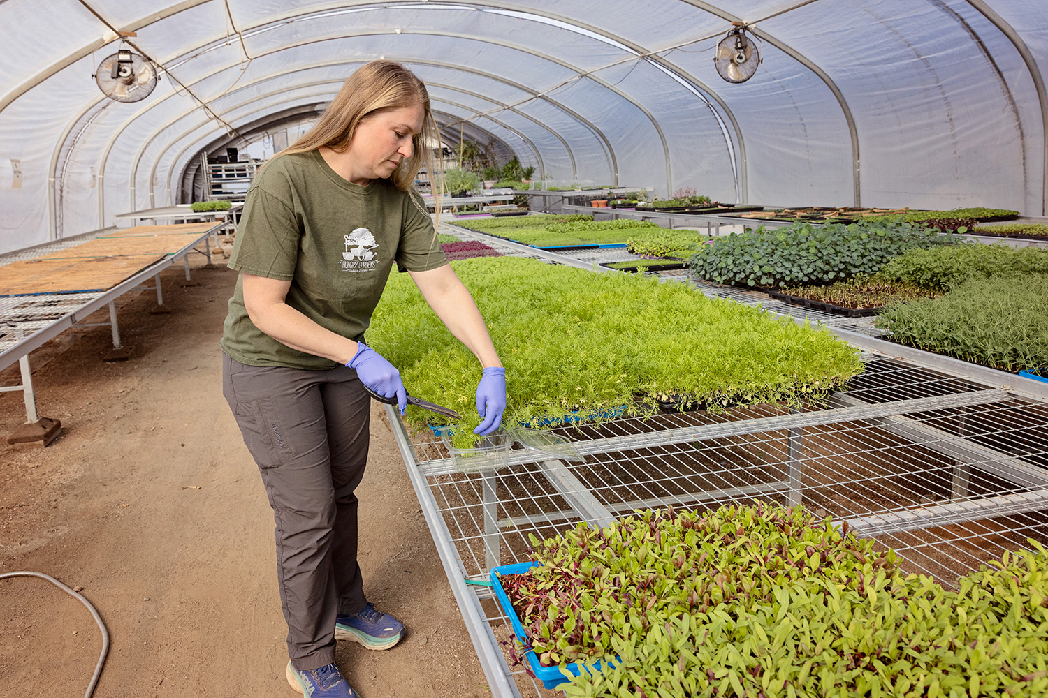 Grower Joni Albers, whose Hungry Gardens Urban Farm in Los Angeles specializes in microgreens, harvests Green Frills Mustard, which is used by Michelin-starred restaurants in the region.