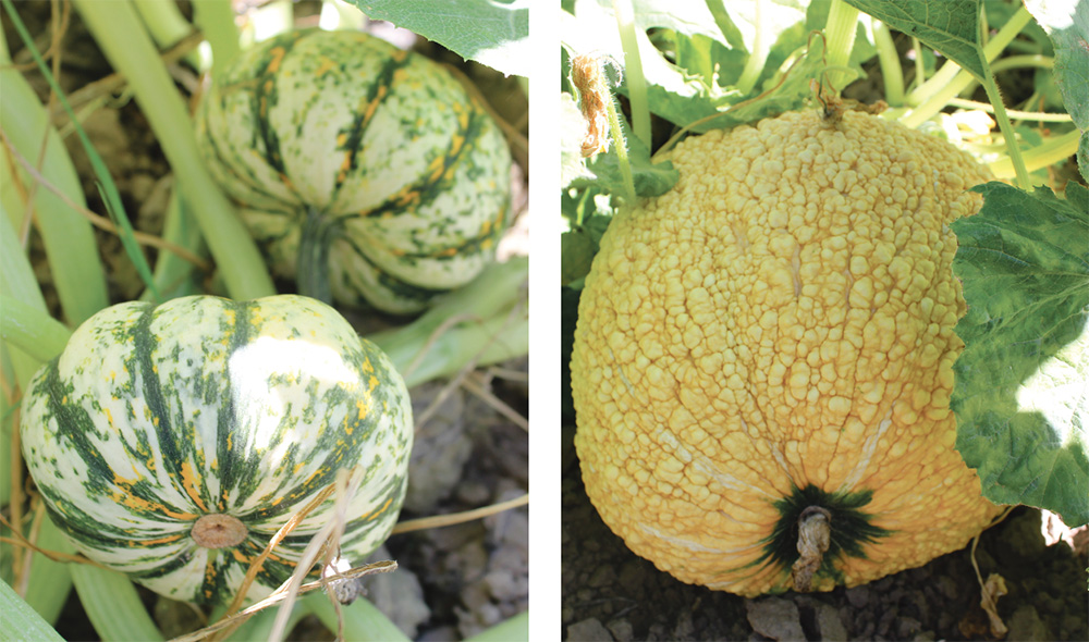 In addition to jack-o’-lantern carving pumpkins, other decorative pumpkin varieties have seen increasing popularity during the fall season, including warty pumpkins, left, and those with different colors, far left.