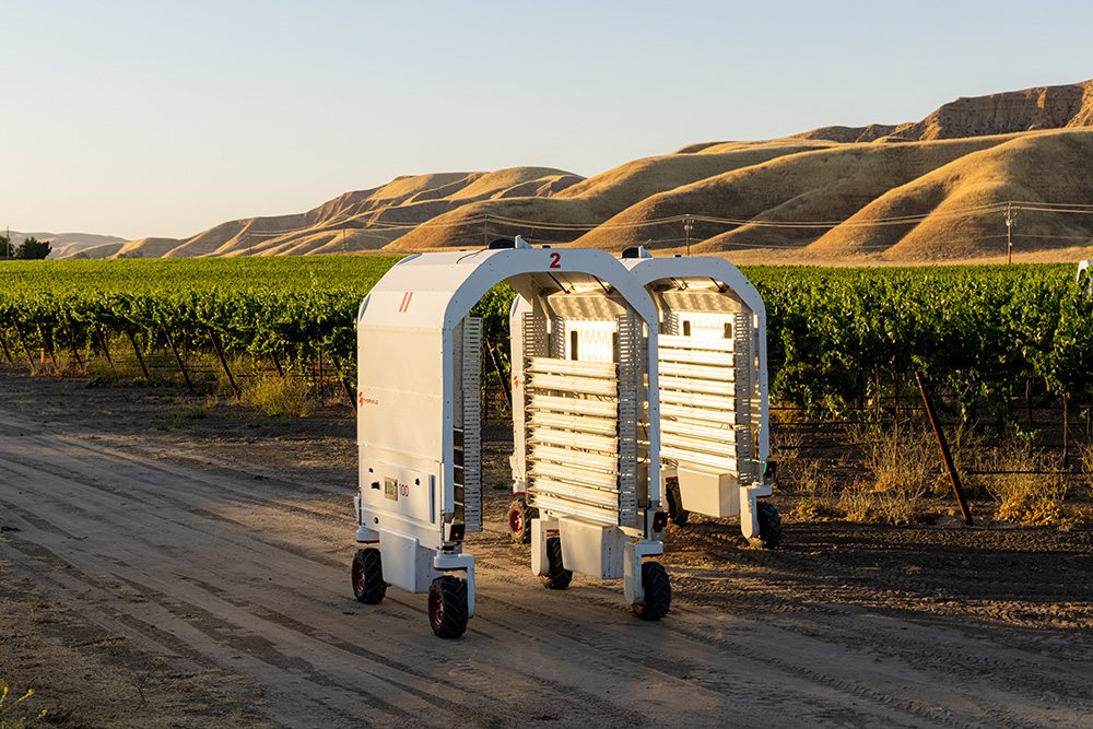 With ultraviolet-C arrays on the sides and top, the Thorvald robot envelops vines in light. The units are typically run at night.