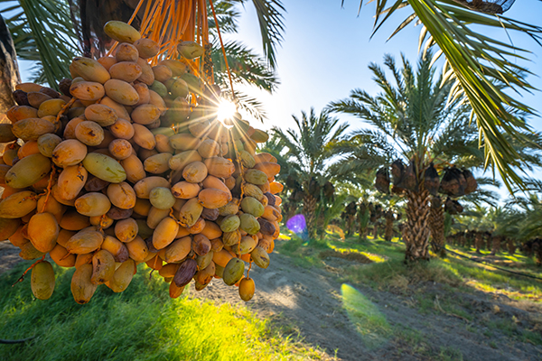 Organic Medjool dates brow in bunches