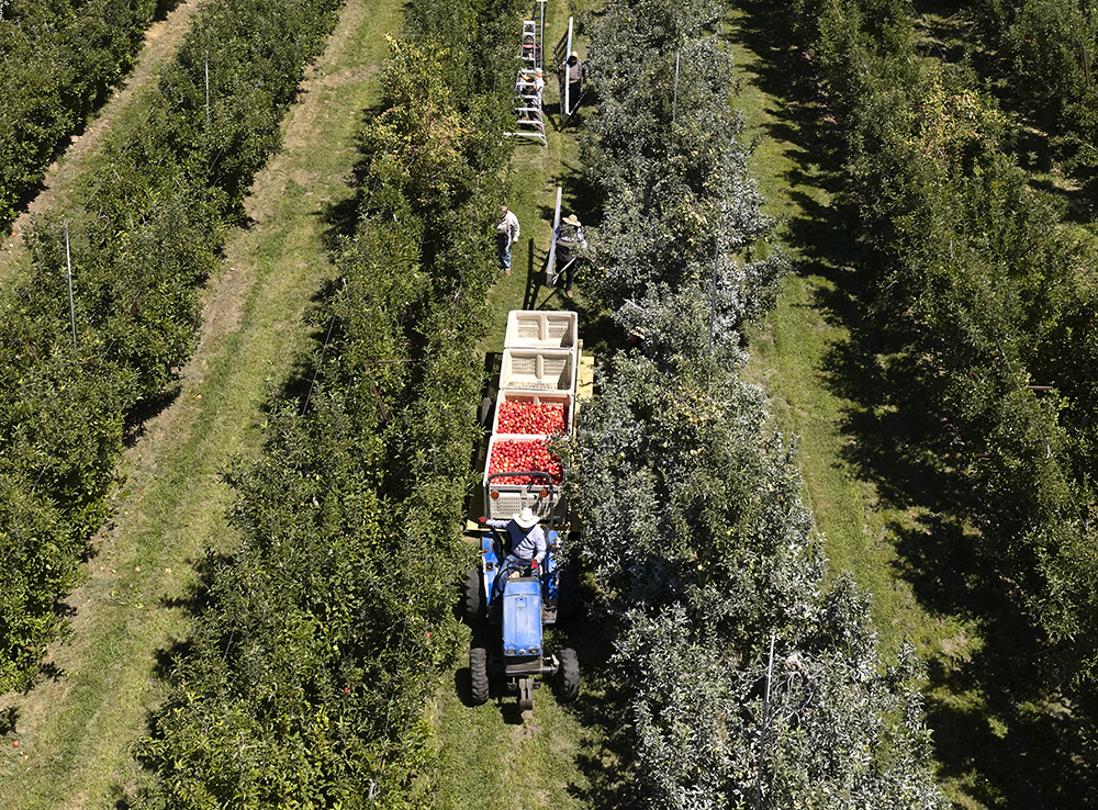 Far West Cider makes multiple varieties of hard ciders, above, using apples and sometimes other fruit from the Chinchiolo family’s own orchards, left, in San Joaquin County.