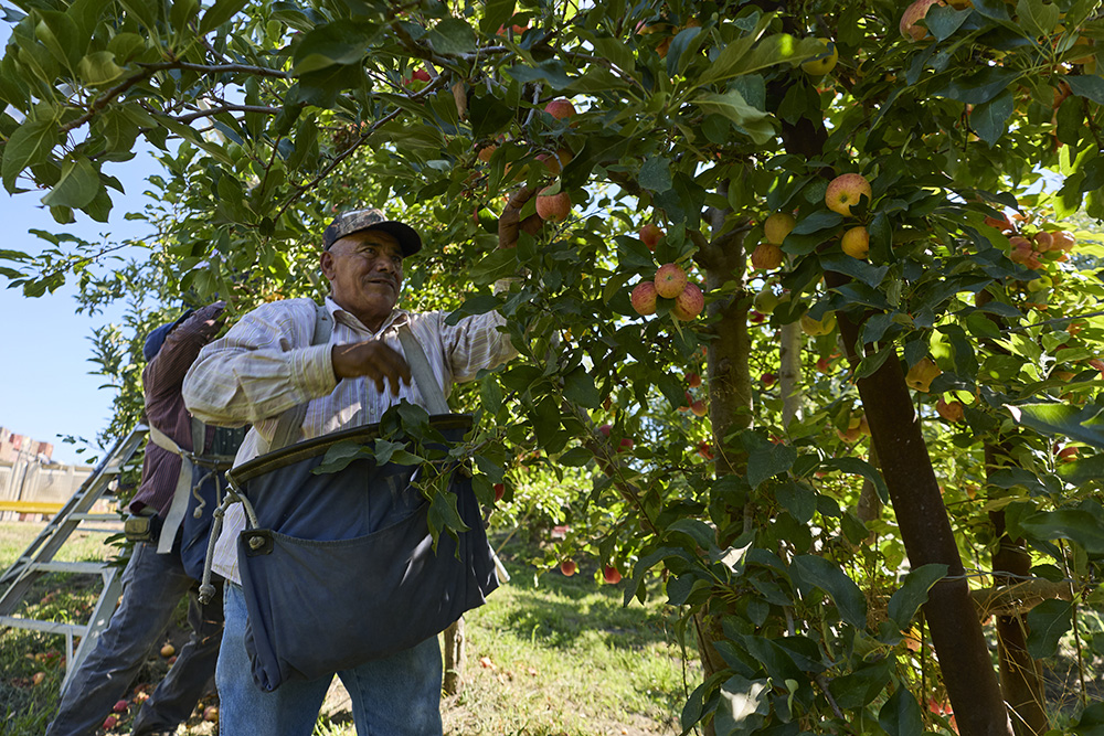 Employees of Lucky You Orchards pick and sort through this season’s apples