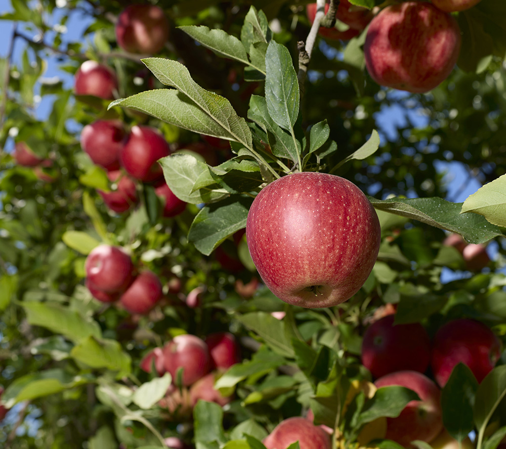 The farm grows commercial varieties such as Gala and other apple varieties