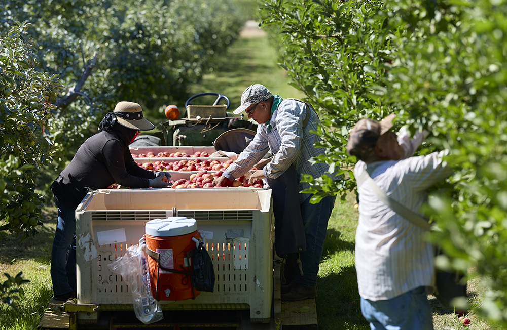 Employees of Lucky You Orchards pick and sort through this season’s apples.