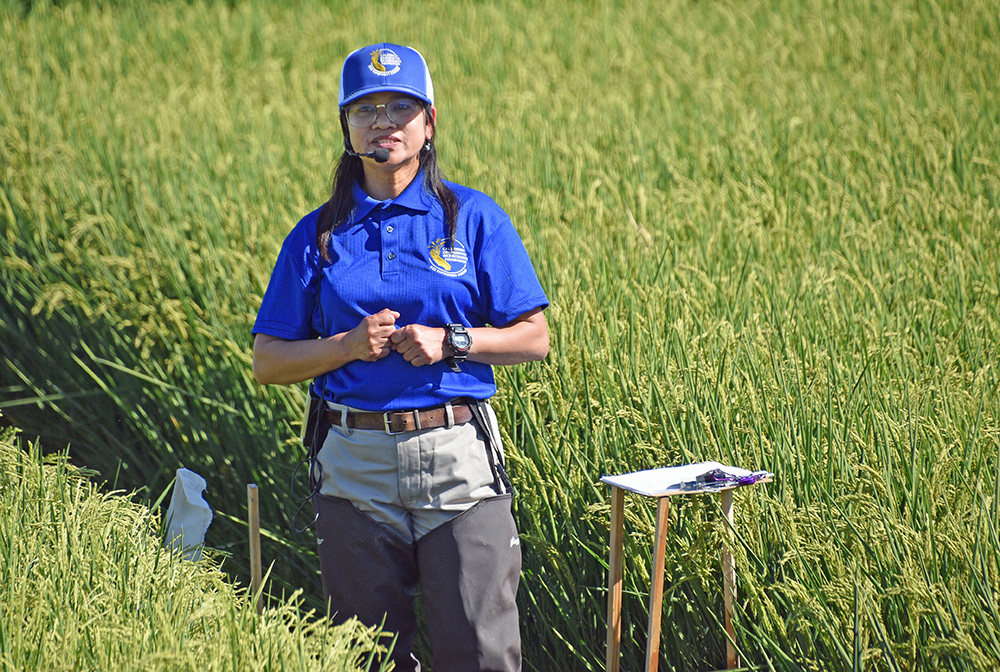 rice breeder Teresa De Leon, who spoke during Rice Field Day last month, is examining potential replacements for the 15-year-old variety, which is prone to lodging and susceptible to blast disease. 