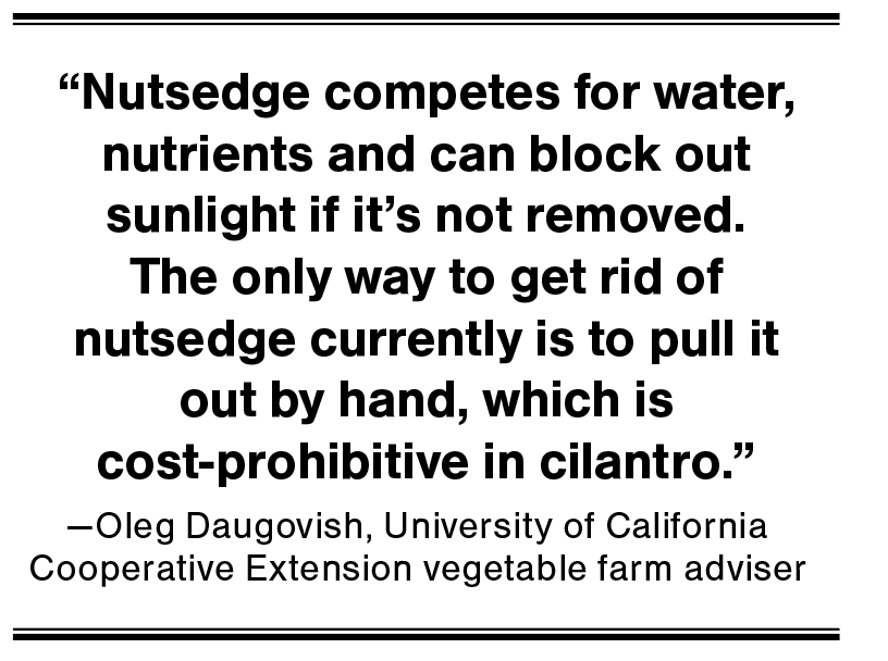 Nutsedge competes for water, nutrients