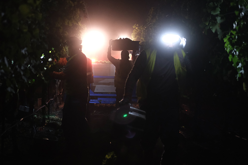 Farm laborers at night