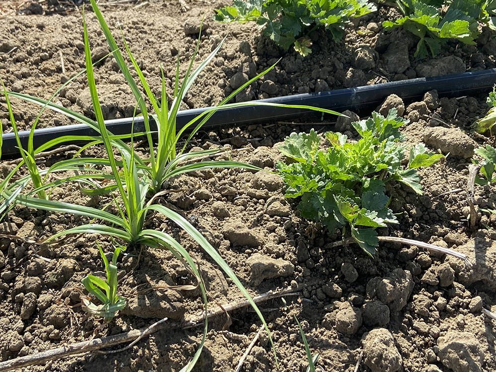 Yellow nutsedge week next to cilantro