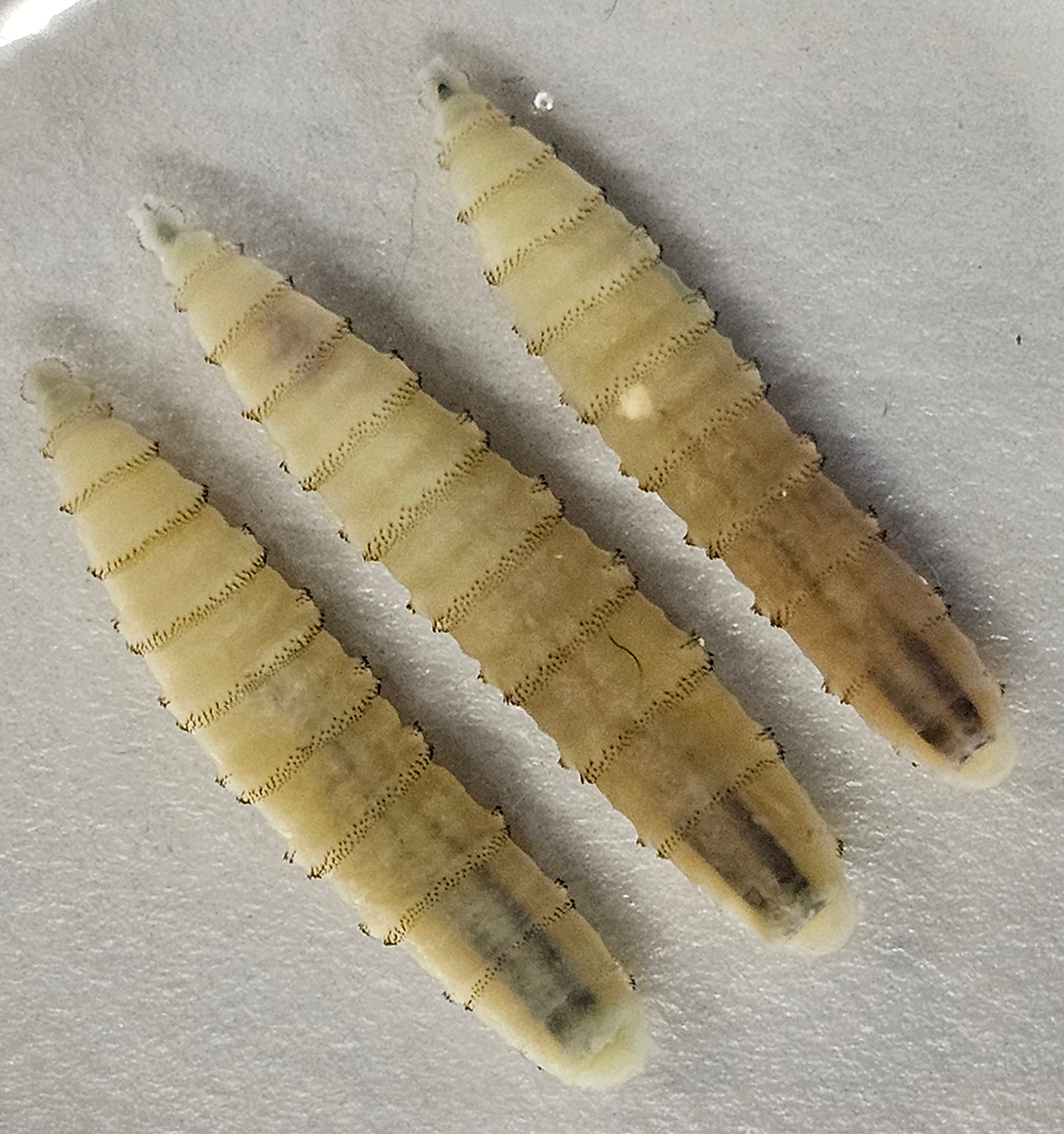New World screwworm larvae