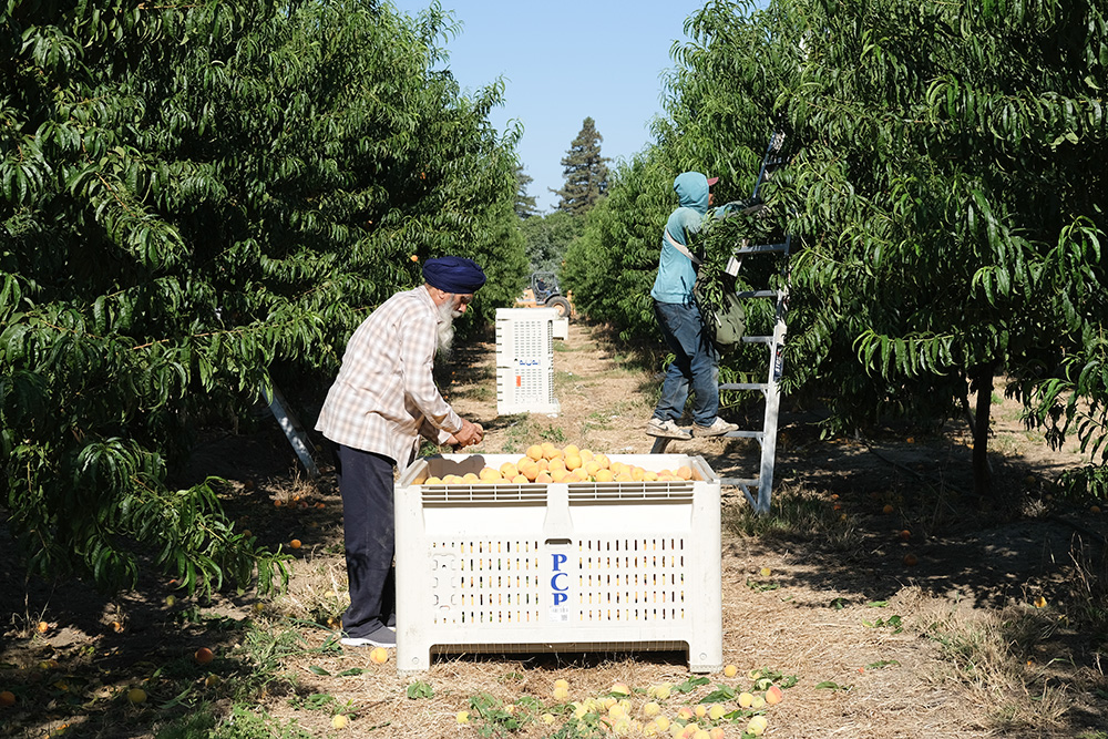 Majhail Singh, left, inspects cling peaches for quality while Carlos Garrido uses a ladder to pick the fruit before putting it into bins during harvest at Khera Farms in Sutter County this past July.