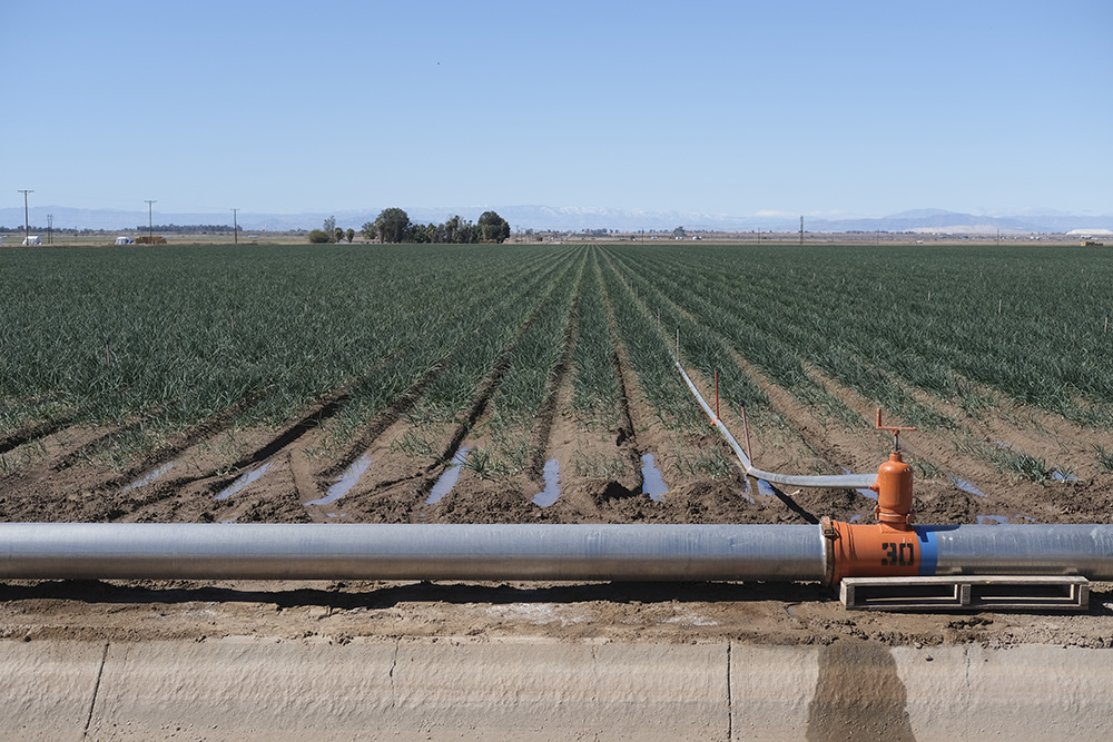 Water from the Colorado River irrigates a field of onions in Imperial County. Agriculture employs roughly one in six people in the county, which Assemblymember Jeff Gonzalez represents in the state Legislature. Gonzalez says he favors a pragmatic approach to policymaking and wants to work with farmers and ranchers to implement laws that make sense on the ground in his district. 