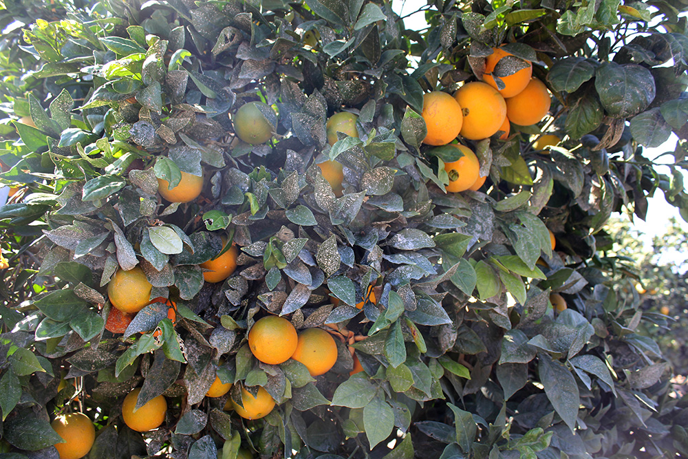 The early-maturing M7 navel orange variety was developed in Australia. California citrus growers began planting M7s more than 10 years ago.