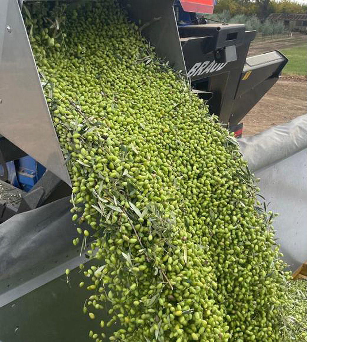 Olive harvesting