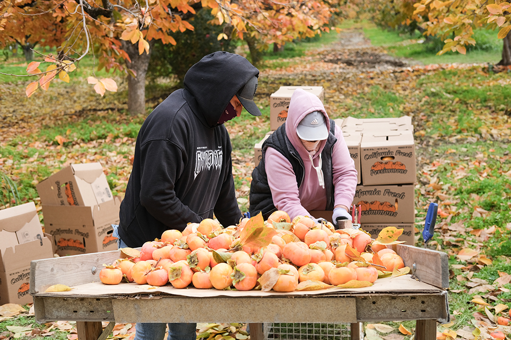 Rosario Luna, left, and Rosa Ruiz pack fuyu persimmons last month in Marysville.