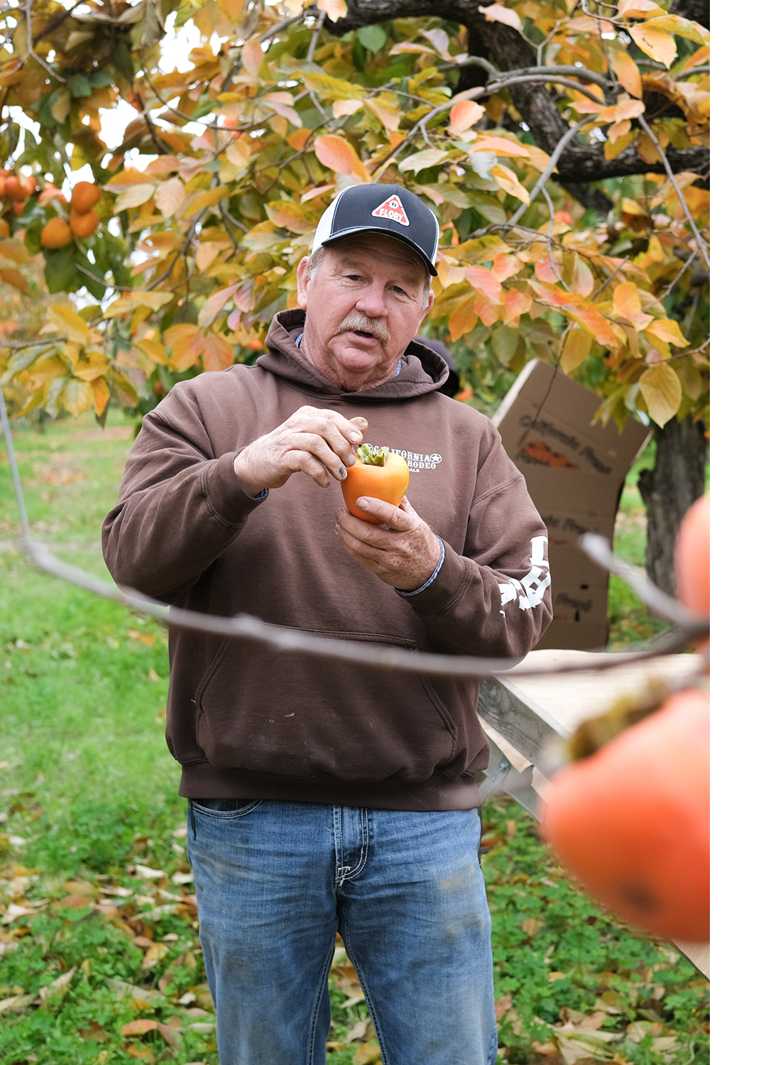 Farmer Steven Springer holds a hachiya persimmon