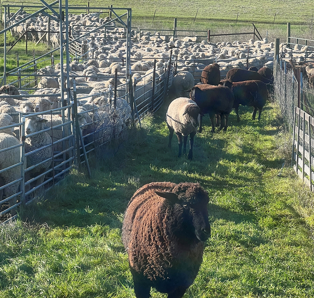 Despite increased demand for lamb and higher prices, U.S. sheep ranchers continue to face competition from imports, largely from Australia and New Zealand, that have eroded their market share. 