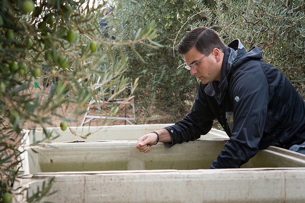 Fresno County grower Vincent Ricchuiti of P-R farms and Enzo Olive Oil Co. checks harvested olives before the fruit is pressed for oil. 