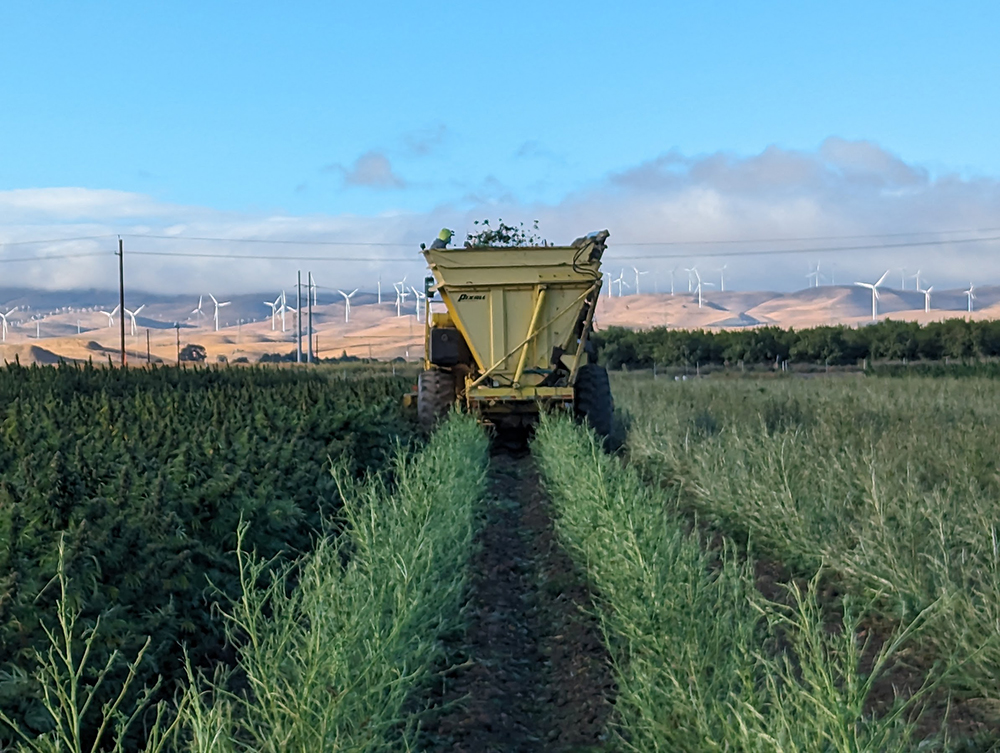 A modified bean harvester passes through rows of hemp at Terpene Belt Farms in Alameda County.