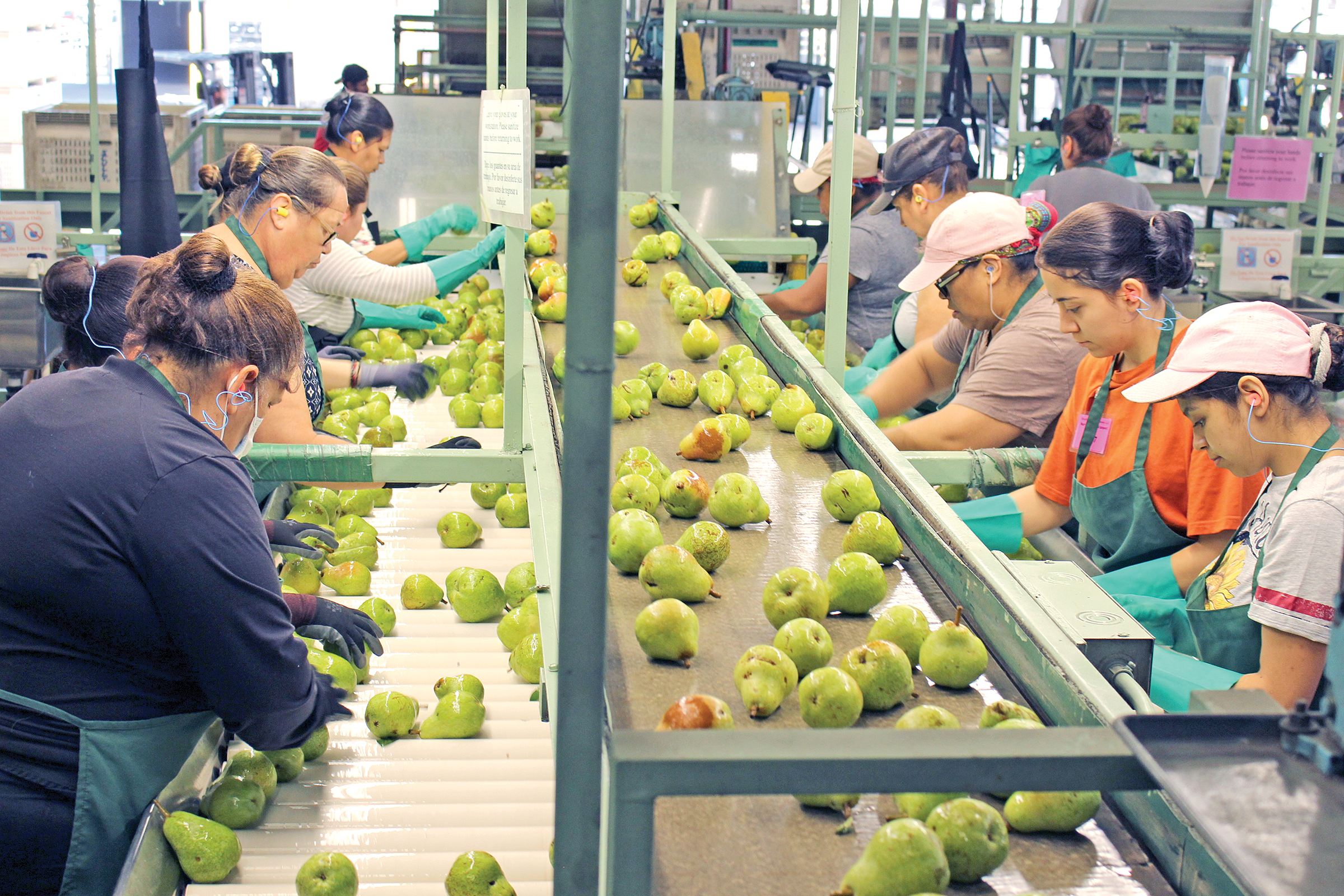 In Season: Bartlett pears a fleeting ripe treat in Sonoma County