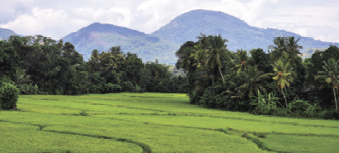 Rice paddies in Sri Lanka. The government banned synthetic fertilizers for 2 million farmers. The ban, since lifted, led to major losses in agricultural production and spiraling food costs.