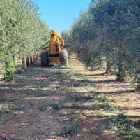 Research advances mechanized table olive harvest 