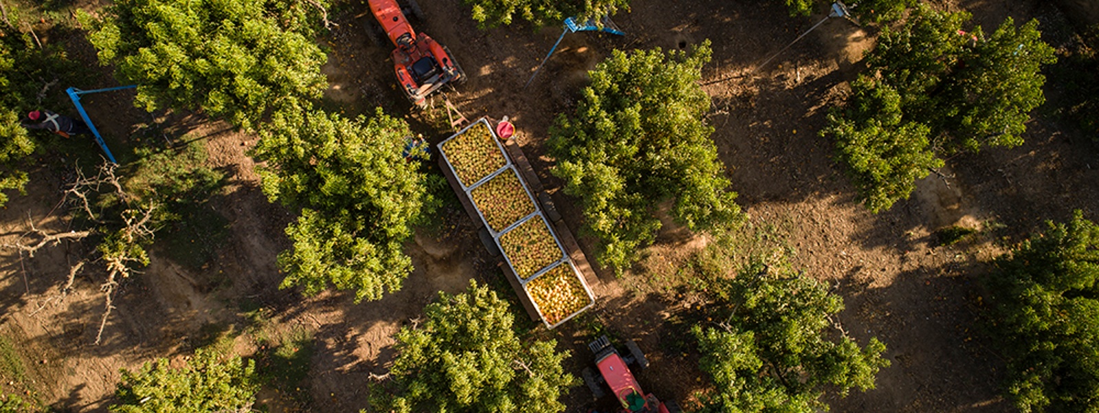 Survey finds raids impacted California farm production