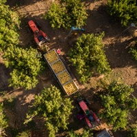 Survey finds raids impacted California farm production