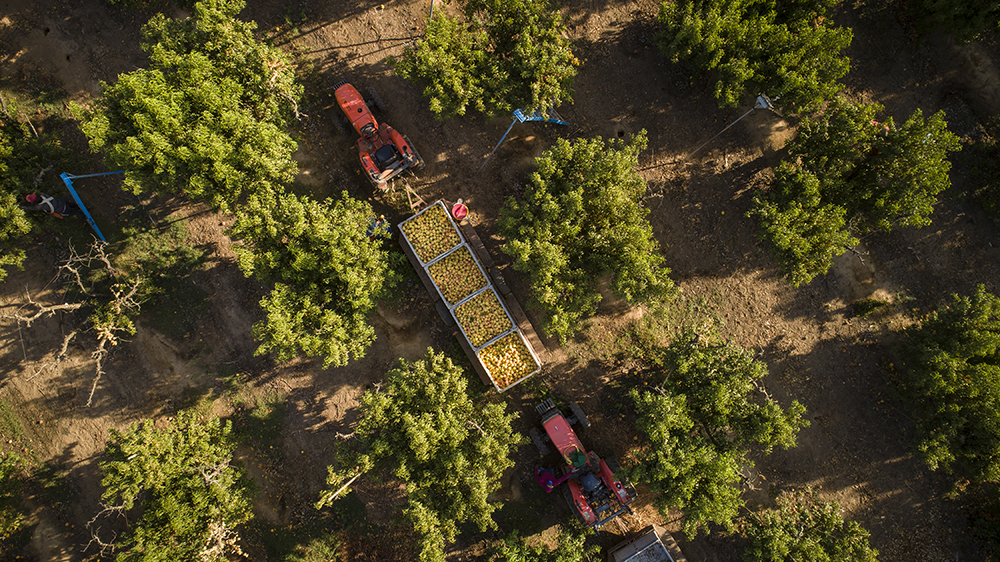 Survey finds raids impacted California farm production