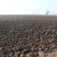 Rice growers eligible for aid from $250 million fund