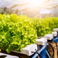 Courts: Crops not grown in soil can be sold as organic