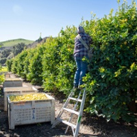 Lemon growers struggle with supply, market slump
