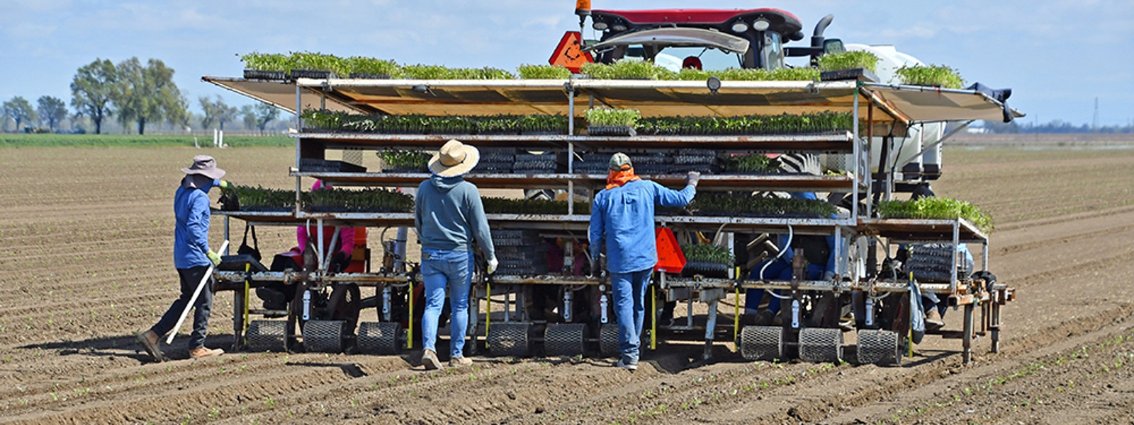 Canneries reduce tomato acreage to lowest in 50 years