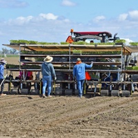 Canneries reduce tomato acreage to lowest in 50 years