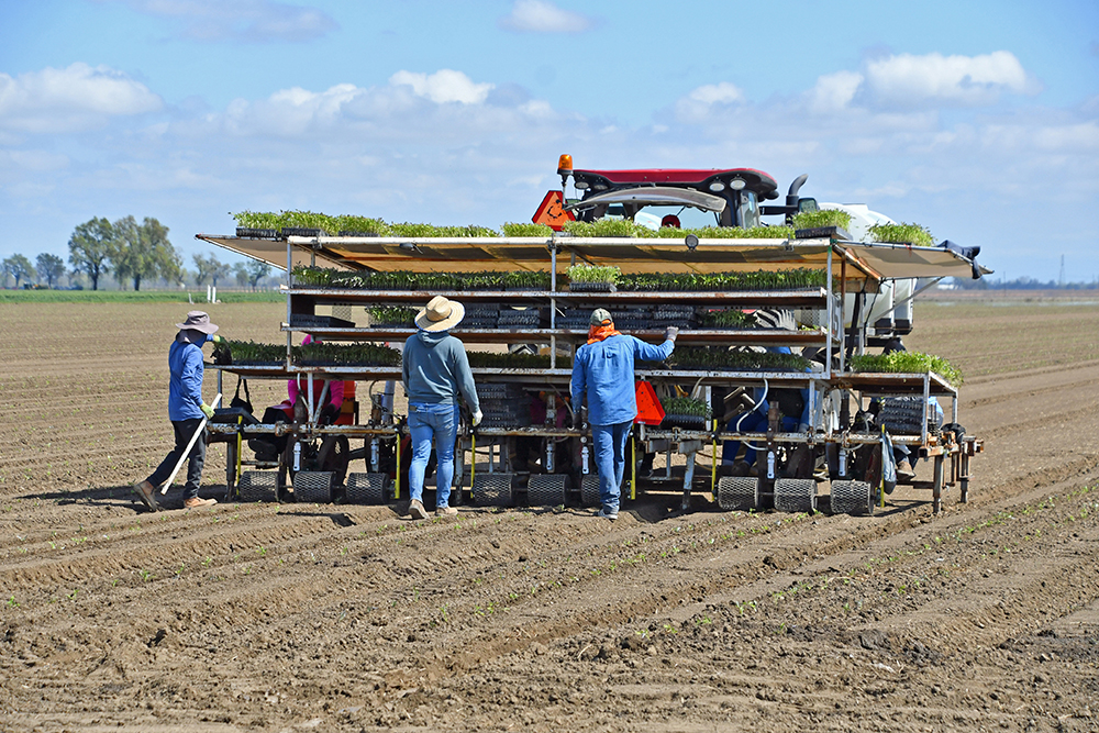 Canneries reduce tomato acreage to lowest in 50 years