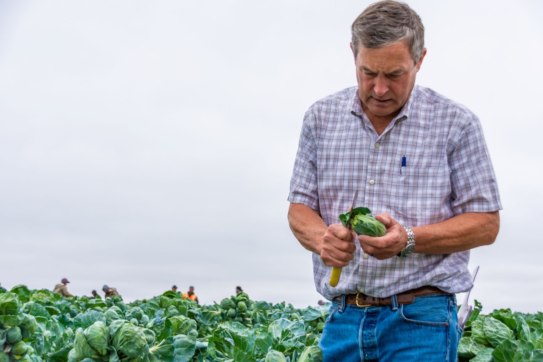 Brussels sprouts nab more acreage as demand grows