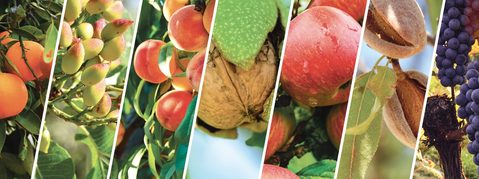 Using On-Farm Data for Decisions that Matter