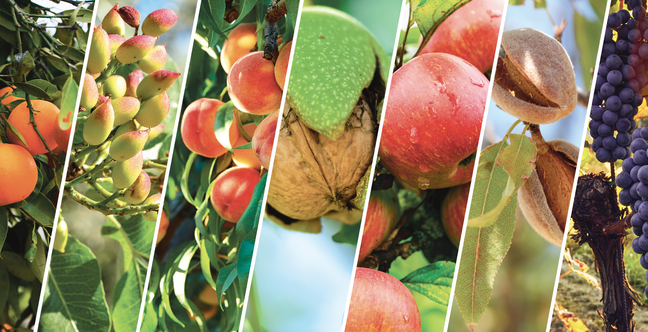 Using On-Farm Data for Decisions that Matter