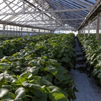 Accidental farmers found a calling in planting wasabi