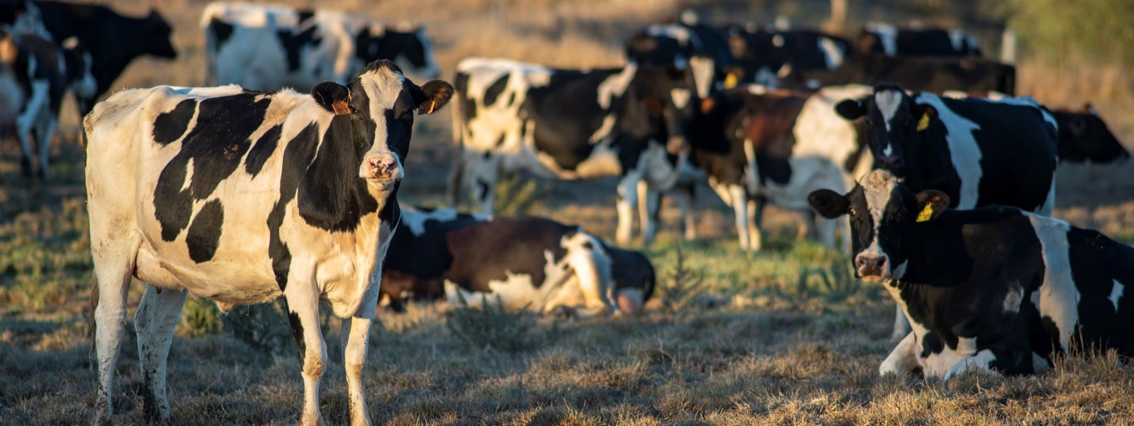 Commentary: America's top dairy state nears a sustainable future