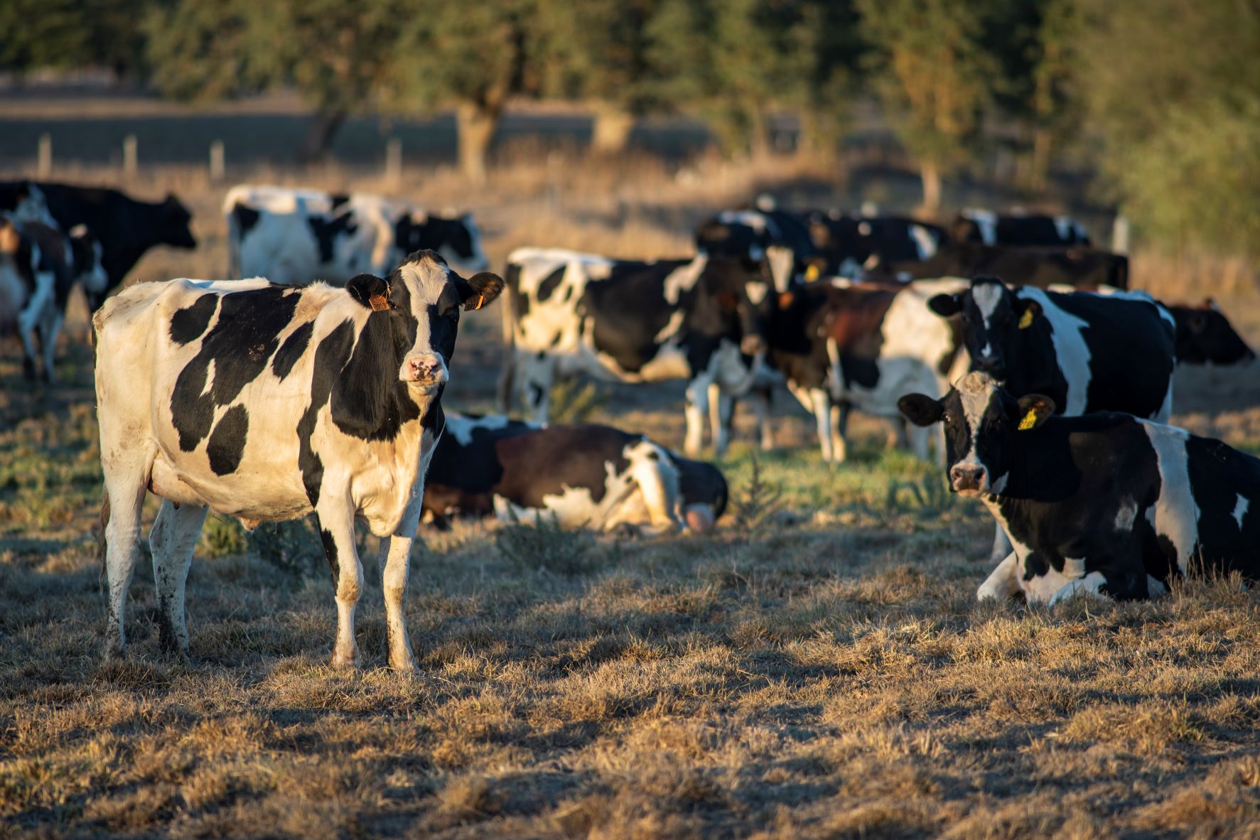 Commentary: America's top dairy state nears a sustainable future