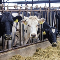 Rising feed, fuel costs challenge state dairy farmers