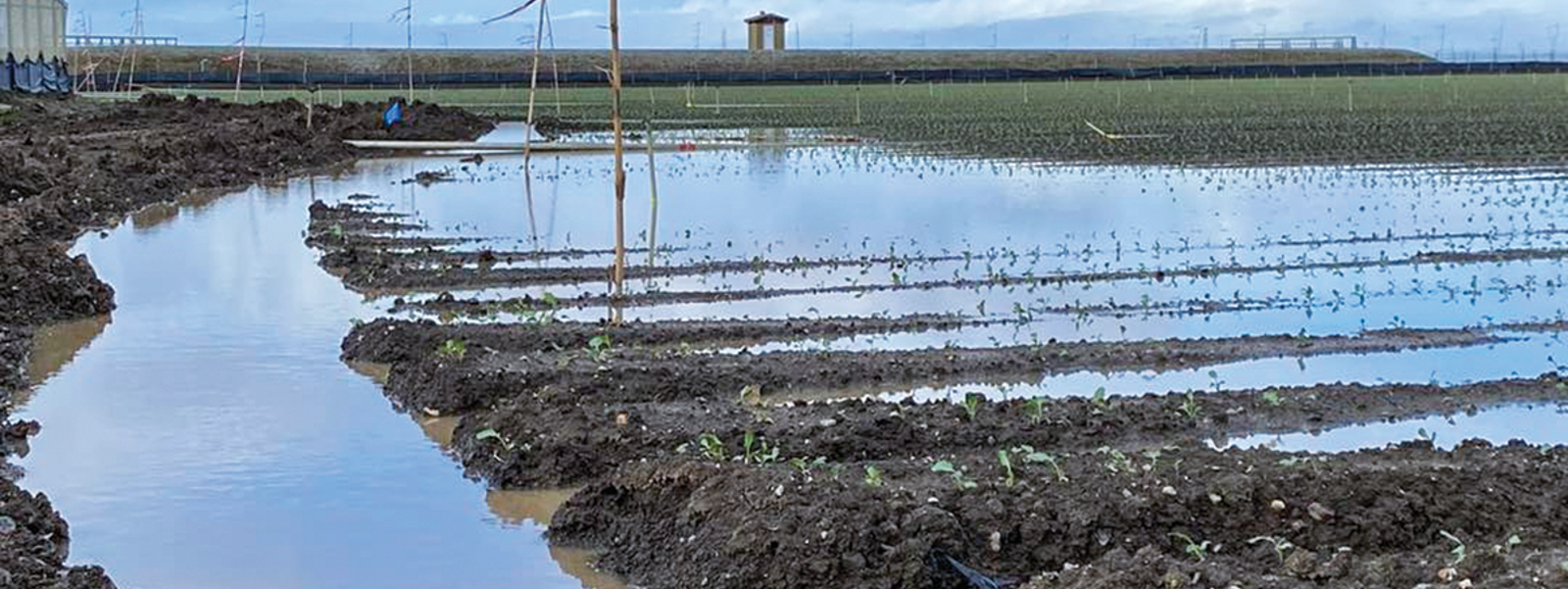 Farmers suffer losses as Salinas Valley fields flood
