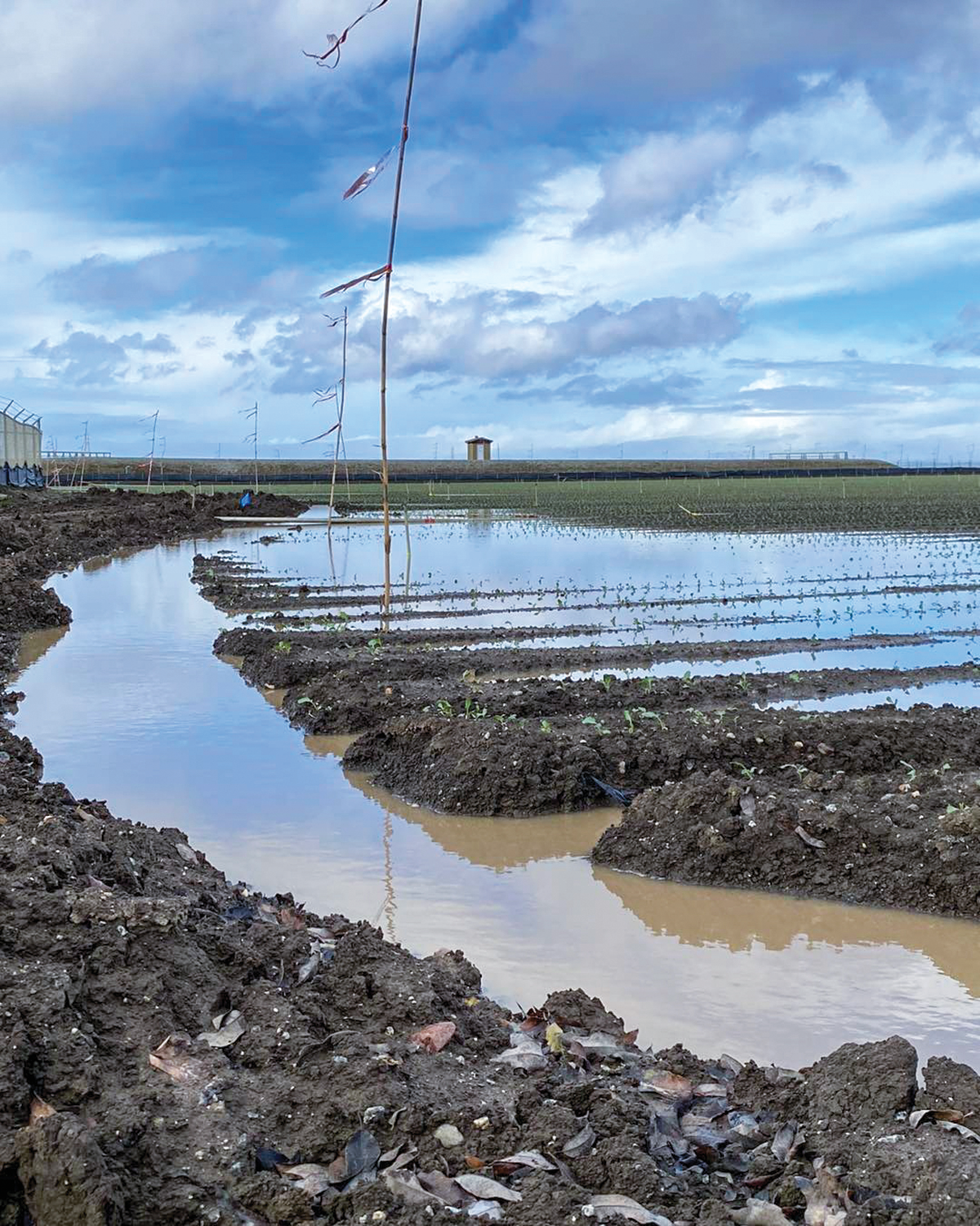 Farmers suffer losses as Salinas Valley fields flood