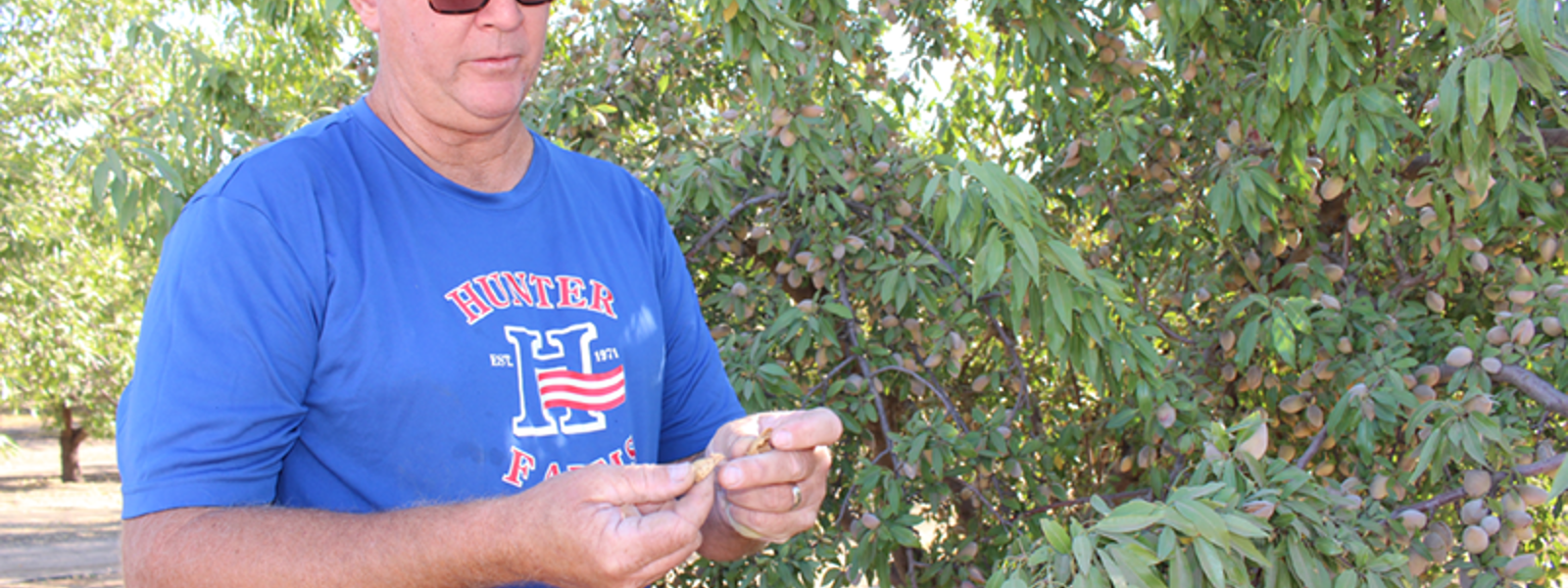 Almond farmers diversify for bottom line