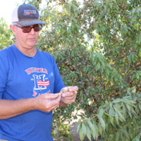 Almond farmers diversify for bottom line