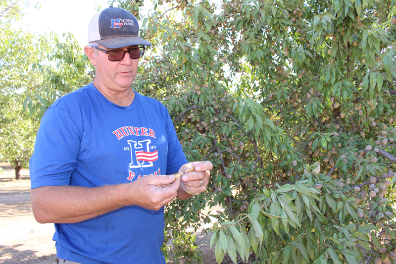 Almond farmers diversify for bottom line